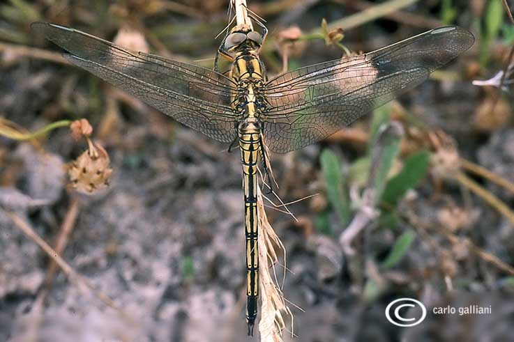 identificazione odonati